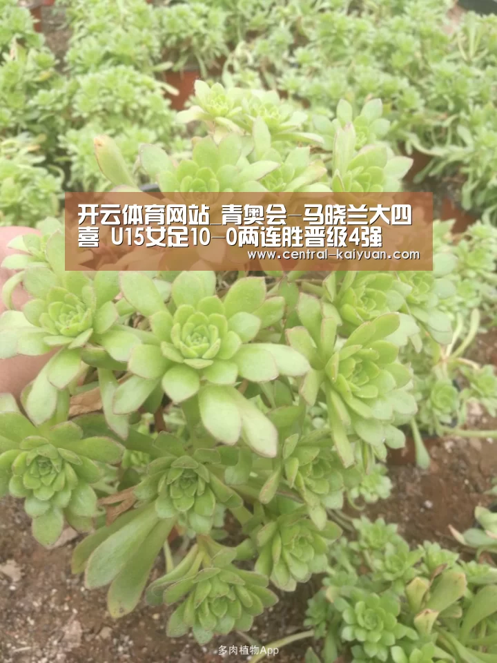 开云体育官网